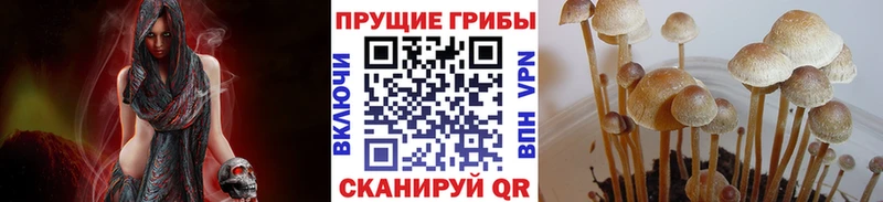 Псилоцибиновые грибы мицелий где продают наркотики Дзержинский